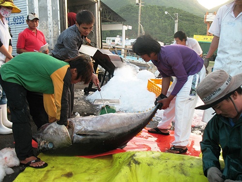 Vi sao ca ngu Viet Nam kho di My? hinh anh