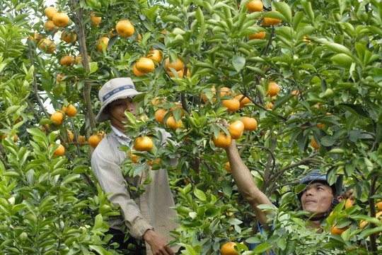 Cau, sung, dua, du... hot bac! hinh anh