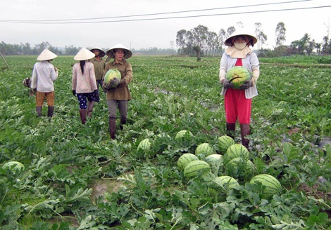 Trung Quoc han che doanh nghiep nhap khau dua hinh anh