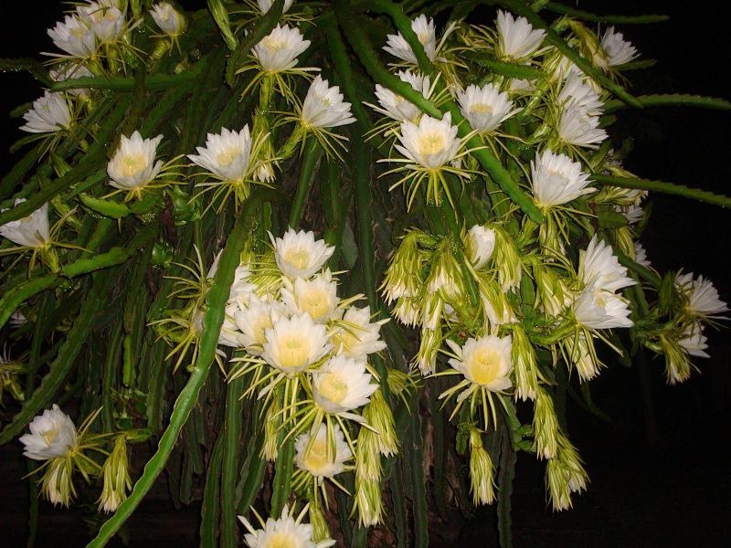 Nguoi la den Tien Giang thue dat, mua hoa thanh long hinh anh