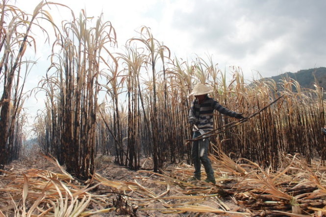 Mia chet chay do nang han, nong dan bi nha may phat! hinh anh