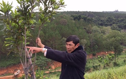 Vi sao vua mac ca Lam Dong roi vao be tac? hinh anh