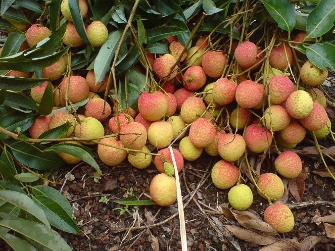 Lai lo qua vai duoc mua mat gia hinh anh