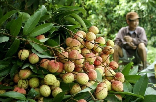 Trai vai Viet vat va voi Trung Quoc hinh anh