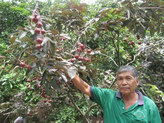 Nong, lanh voi trai cay la hinh anh