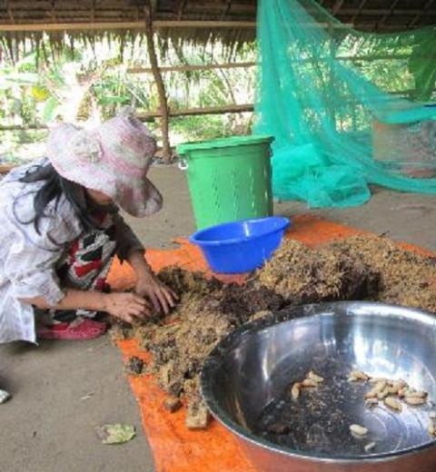 Đuông dừa thường được nuôi trong thùng nhựa, thức ăn là thân, lá dừa được máy say nhuyễn bỏ vào.