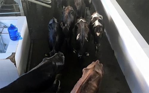 HAGL tra co tuc bang co phieu HNG: Vo beo roi… vat sua? hinh anh