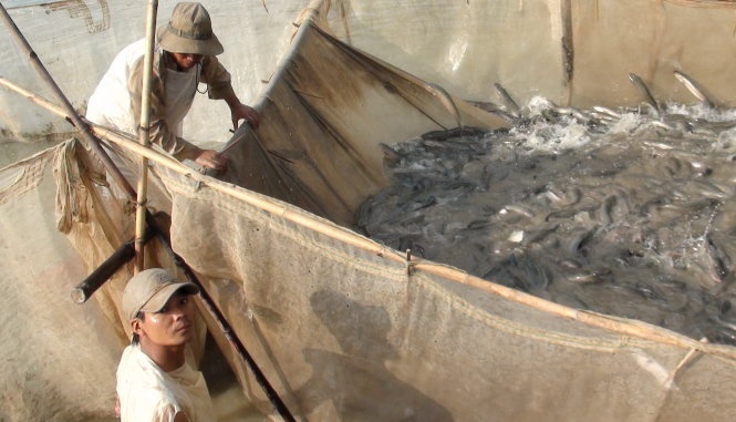 Dau nam, dan mien Tay ban duoc ca gia cao hinh anh