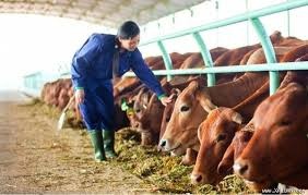 Công ty bầu Đức ảnh 1 Cong ty bau Duc anh 1