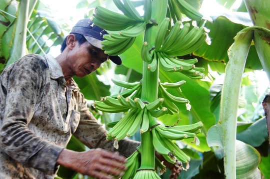 vườn chuối triệu đô ảnh 1 vuon chuoi trieu do anh 1