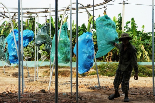 vườn chuối triệu đô ảnh 2 vuon chuoi trieu do anh 2