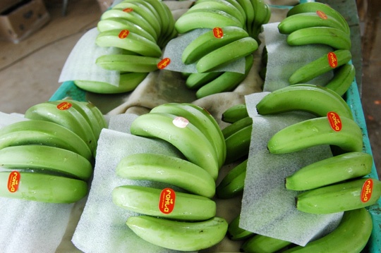 Tham vuon chuoi trieu do o Long An hinh anh