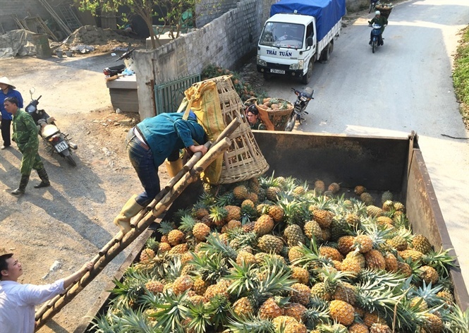 Thu mua dua thoi bat thuong o Lao Cai la de tieu huy hinh anh