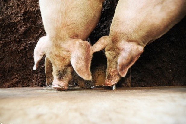 gia thit lon,  gia thit lon bang coc tra da anh 1