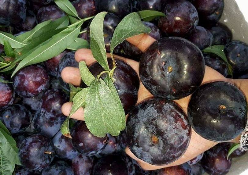 man trung quoc,  hoa qua trung quoc doi lot anh 2