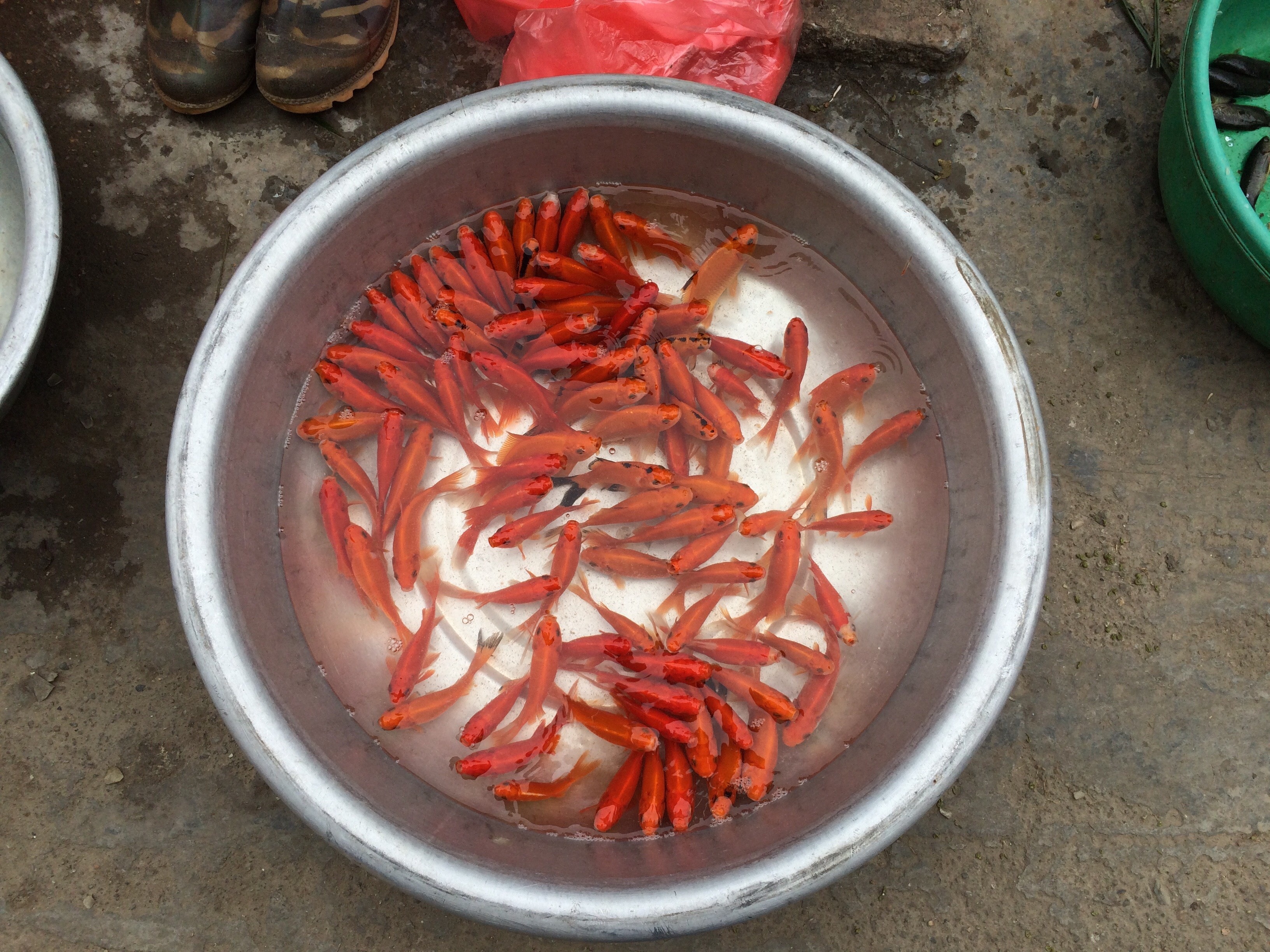 Ca chep cung ong Tao e, nguoi ban dinh phong sinh hinh anh