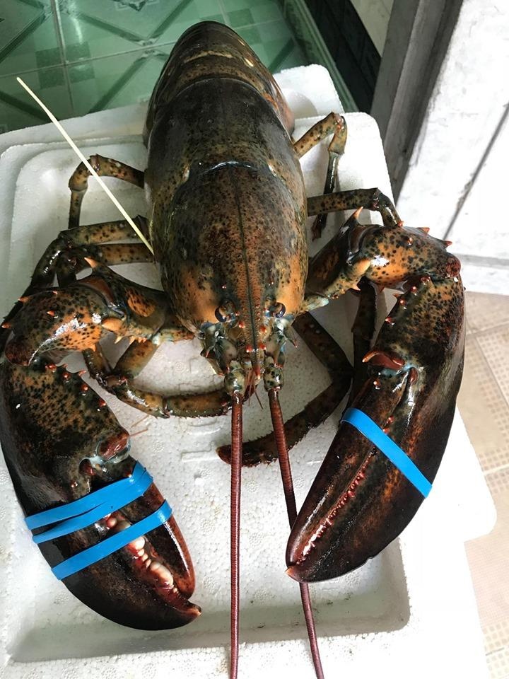 tôm hùm Alaska giá rẻ ảnh 1 tom hum Alaska gia re anh 1