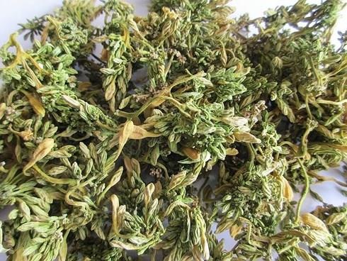 hoa đu đủ đực ảnh 2 hoa du du duc anh 2