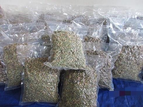 hoa đu đủ đực ảnh 3 hoa du du duc anh 3