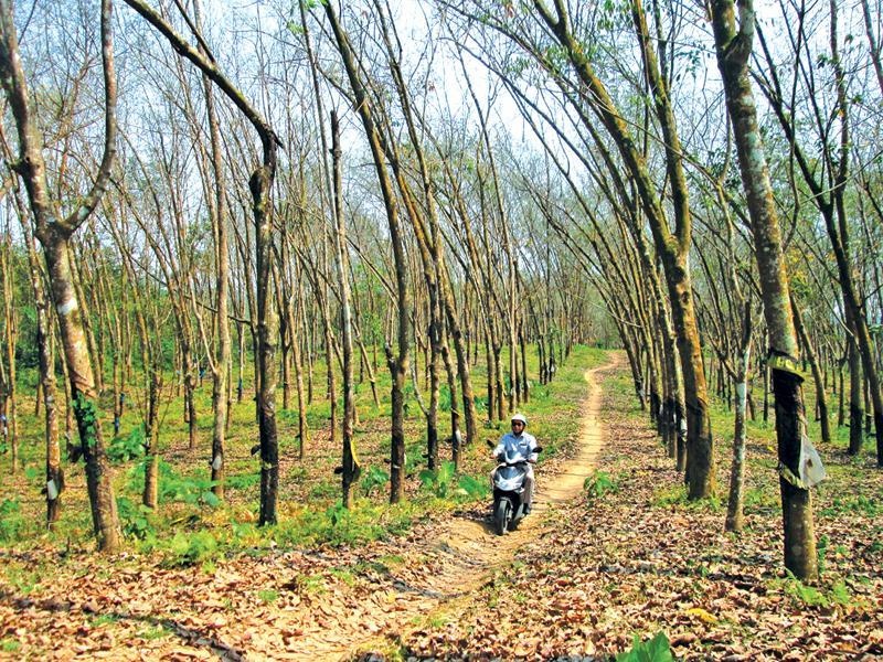 Mien Trung, Tay Nguyen: Hat hiu 'vang trang' hinh anh