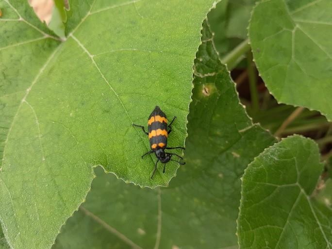 Bat thuong thuong lai thu mua bo doc 3 soc gia 'tren troi' hinh anh