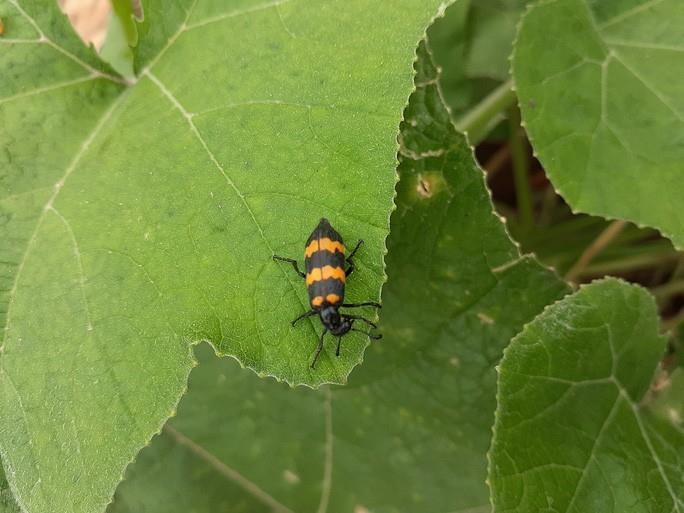 thuong lai Trung Quoc thu mua anh 1