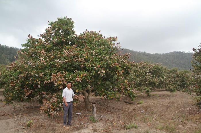thuong lai Trung Quoc thu mua anh 7