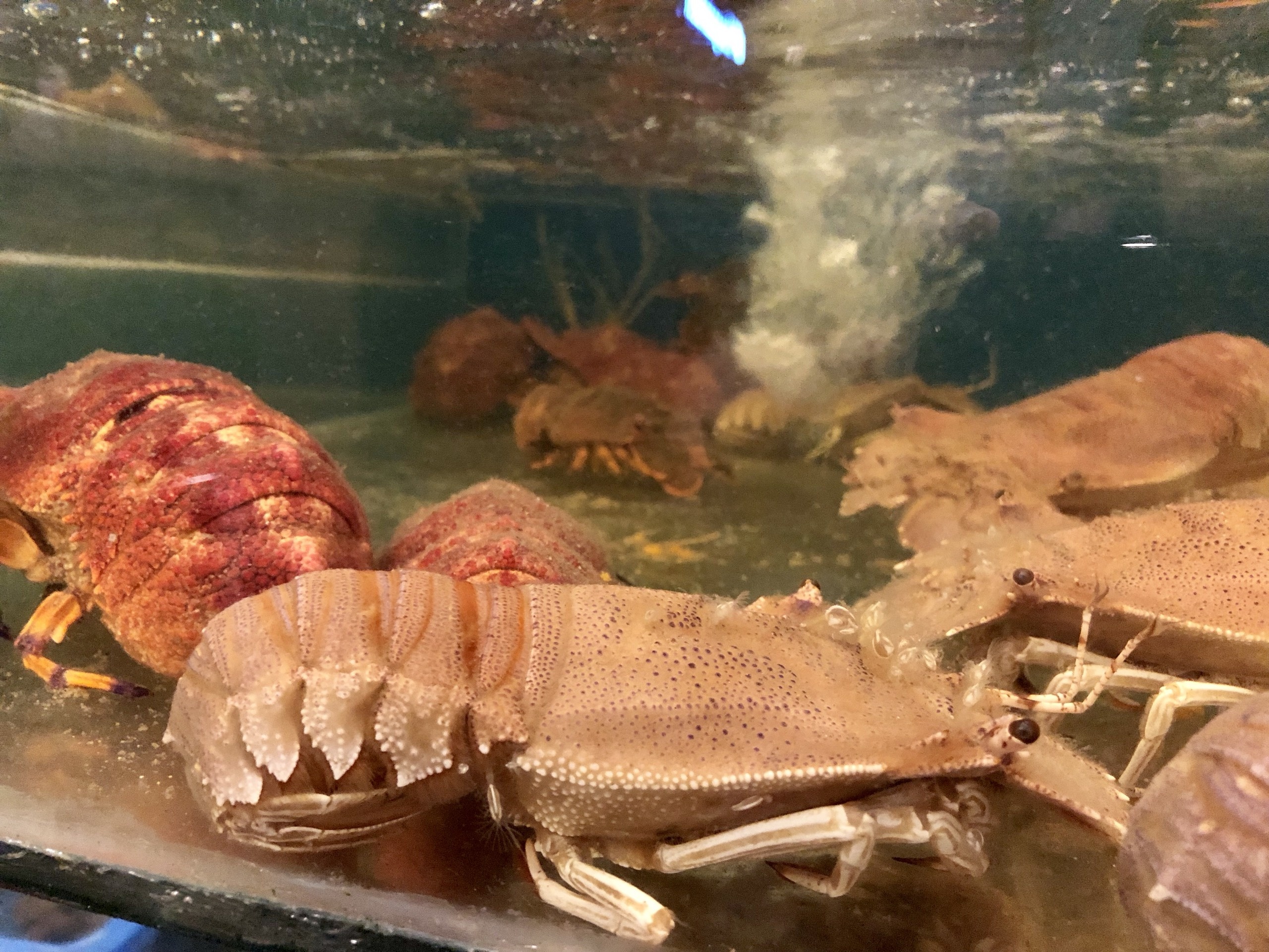 2,2 trieu dong/kg tom mu ni do, khach van ‘san lung’ hinh anh