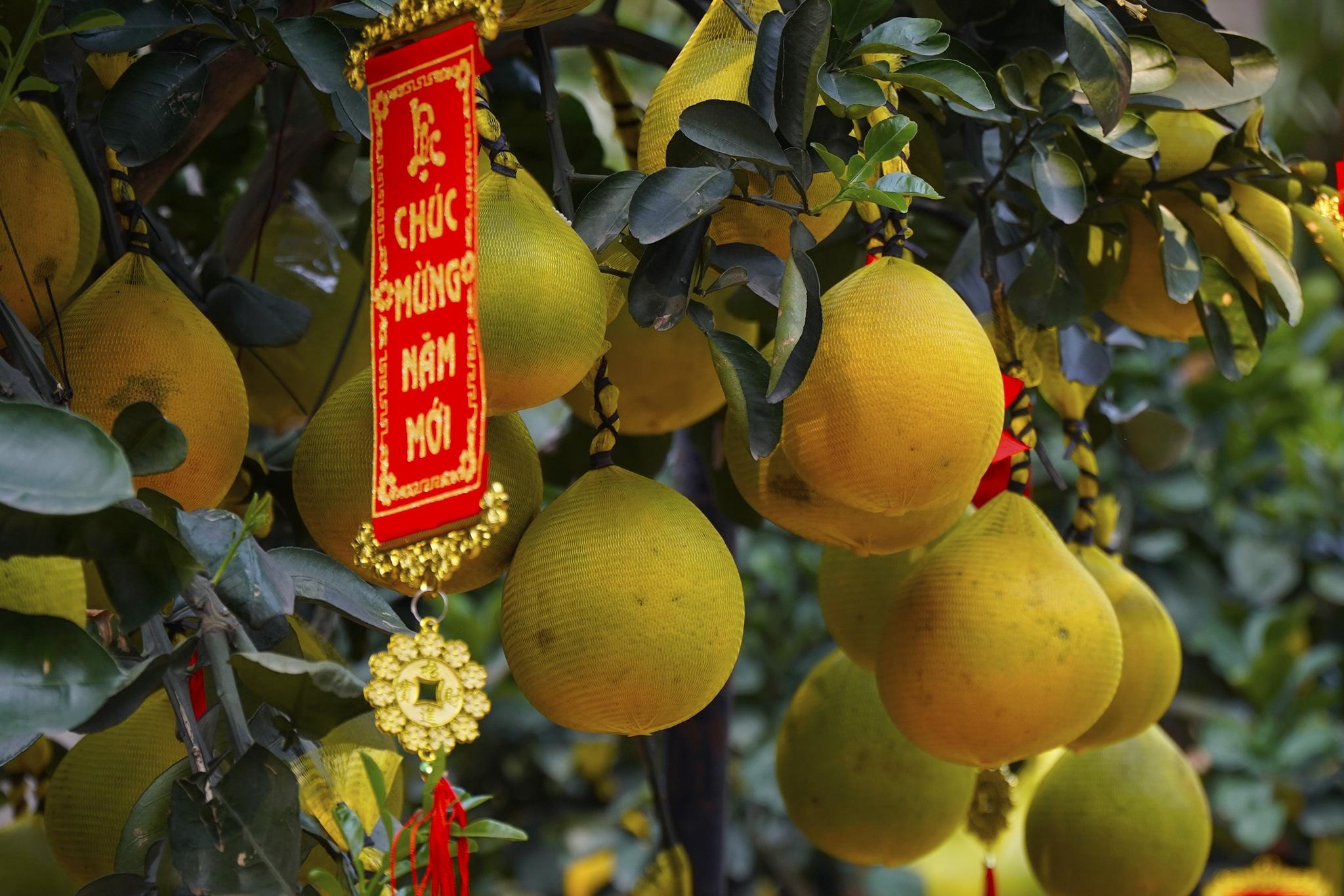 70 trieu dong cay buoi hang chuc tuoi de chung Tet tai TP.HCM hinh anh