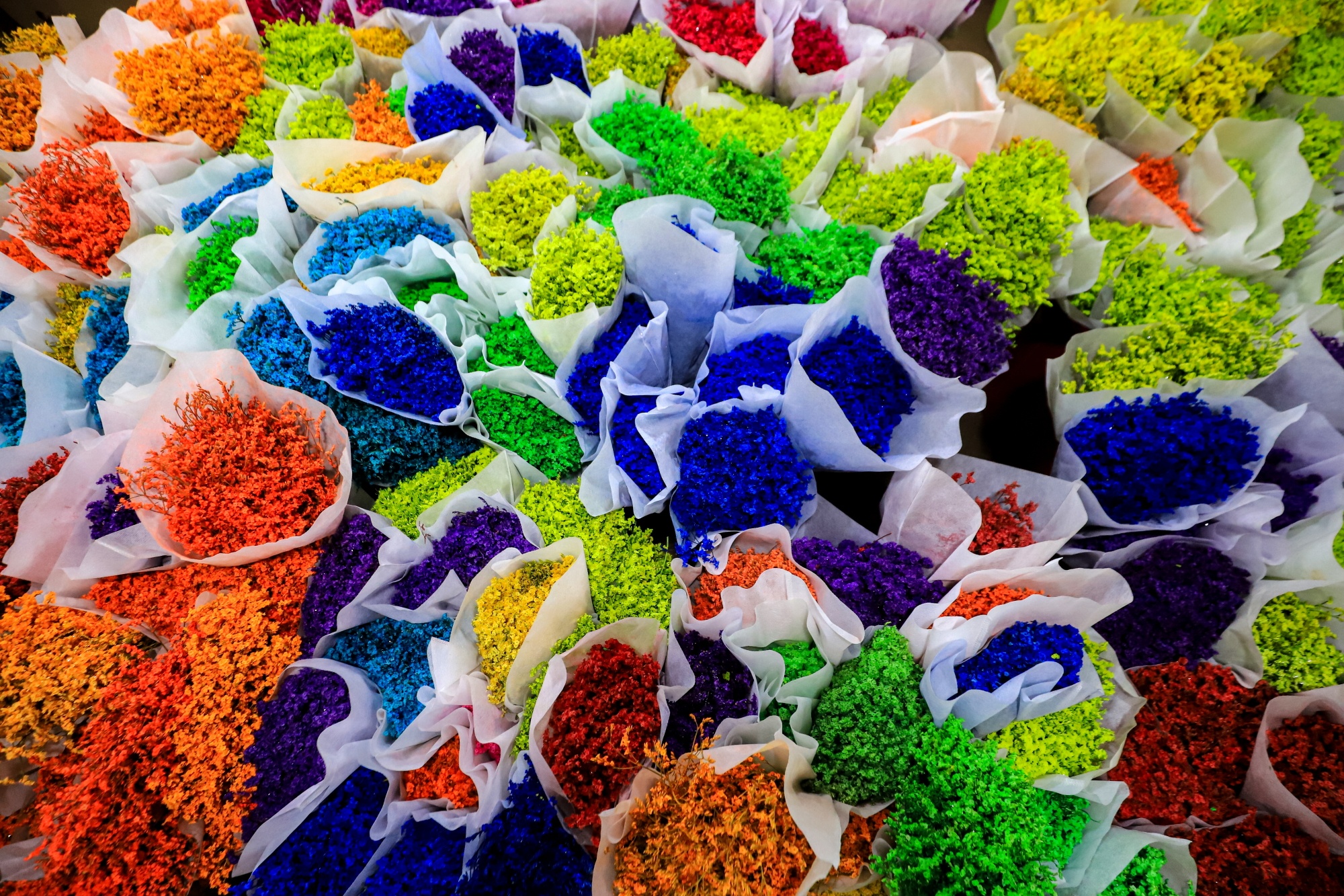 cho hoa si Dam Sen anh 13