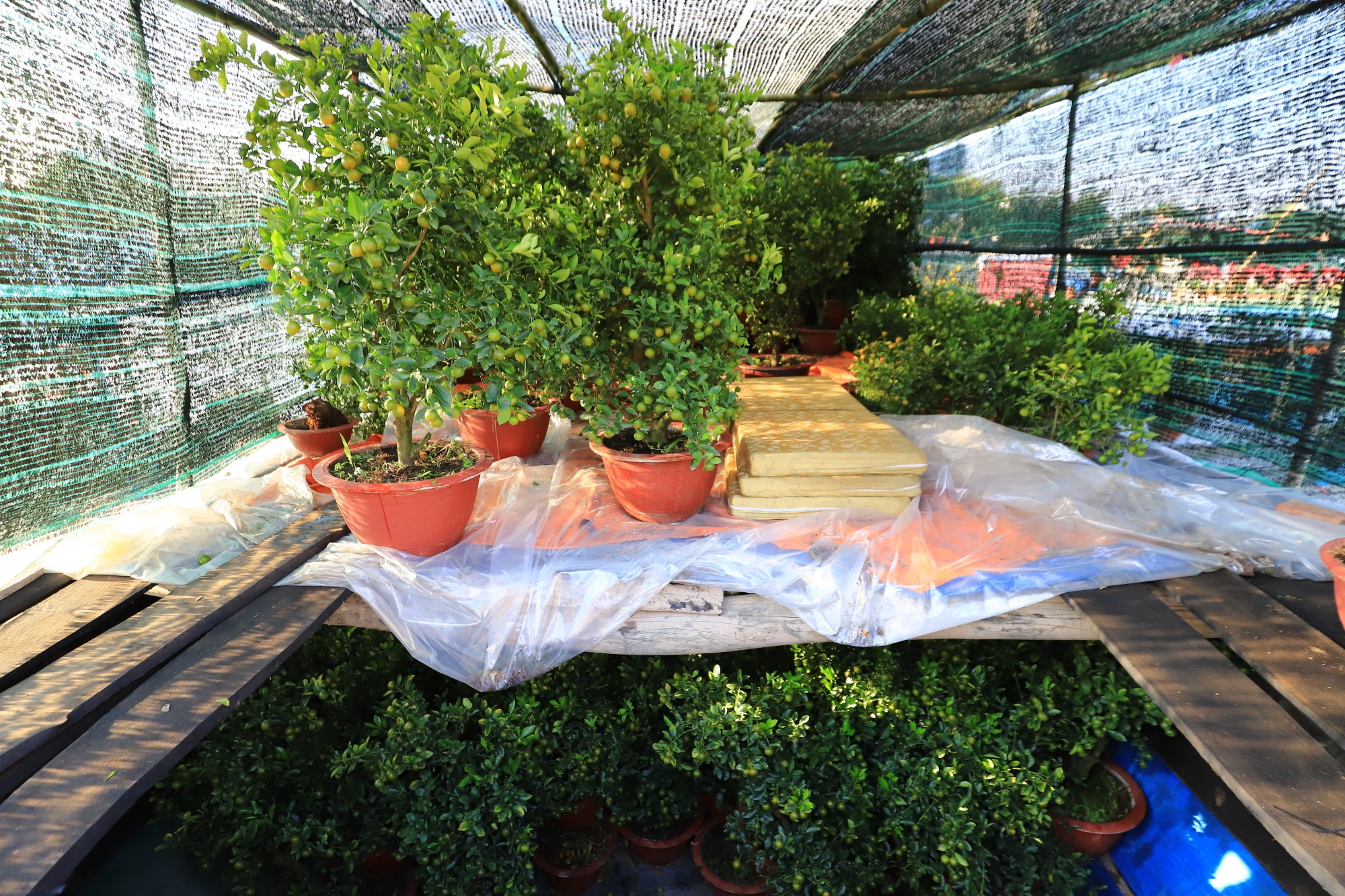 cho hoa noi TP.HCM anh 2