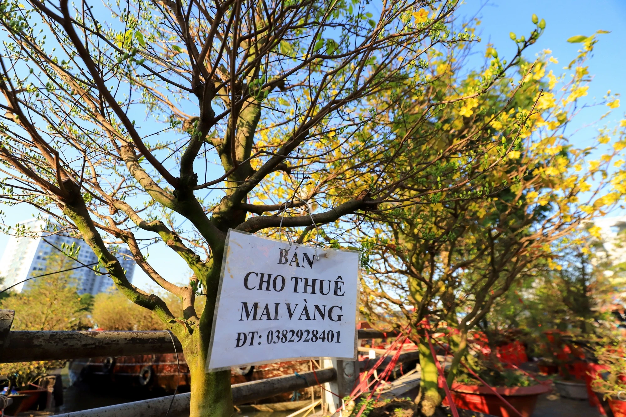 cho hoa noi TP.HCM anh 10