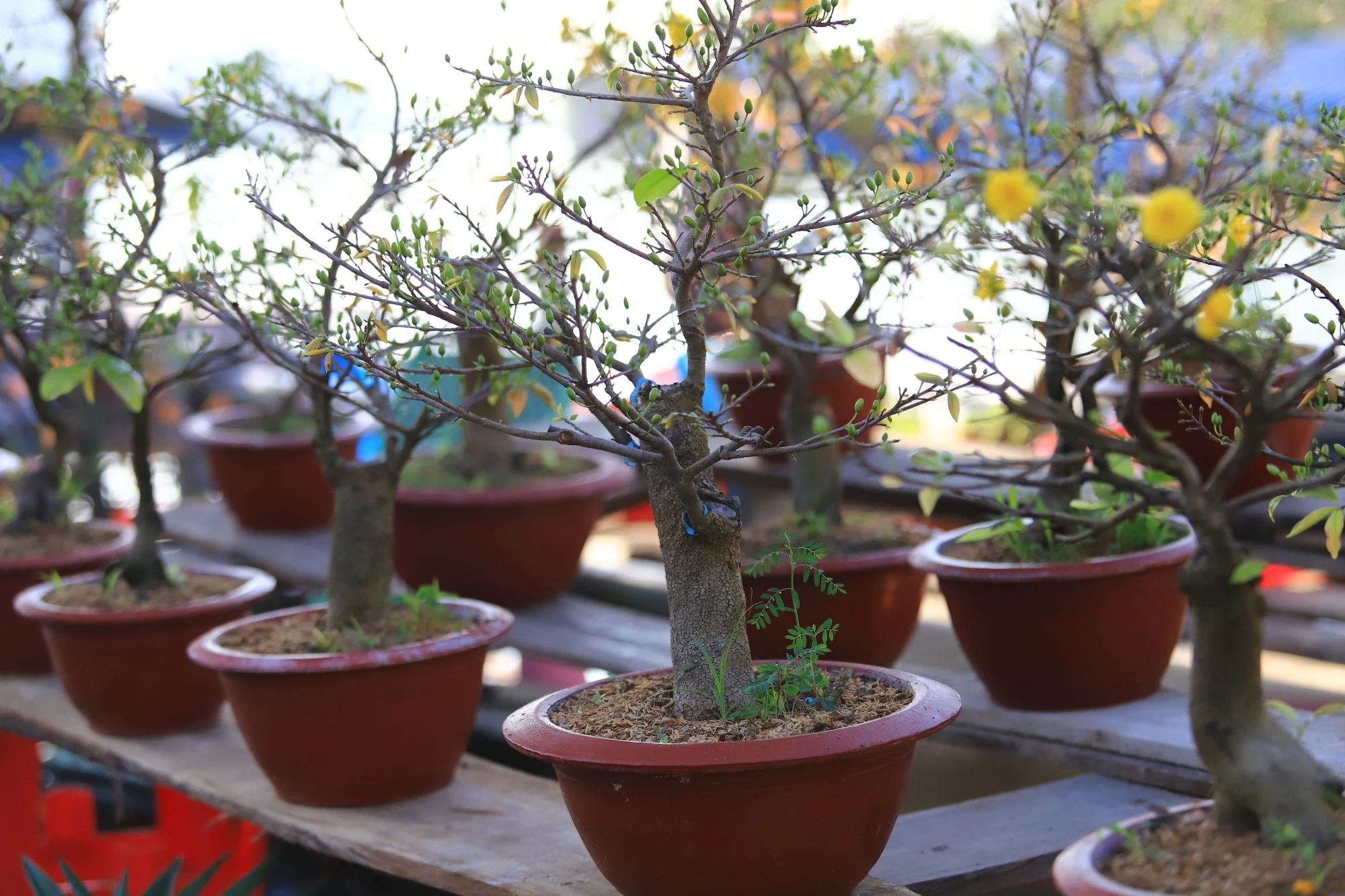 cho hoa noi TP.HCM anh 11