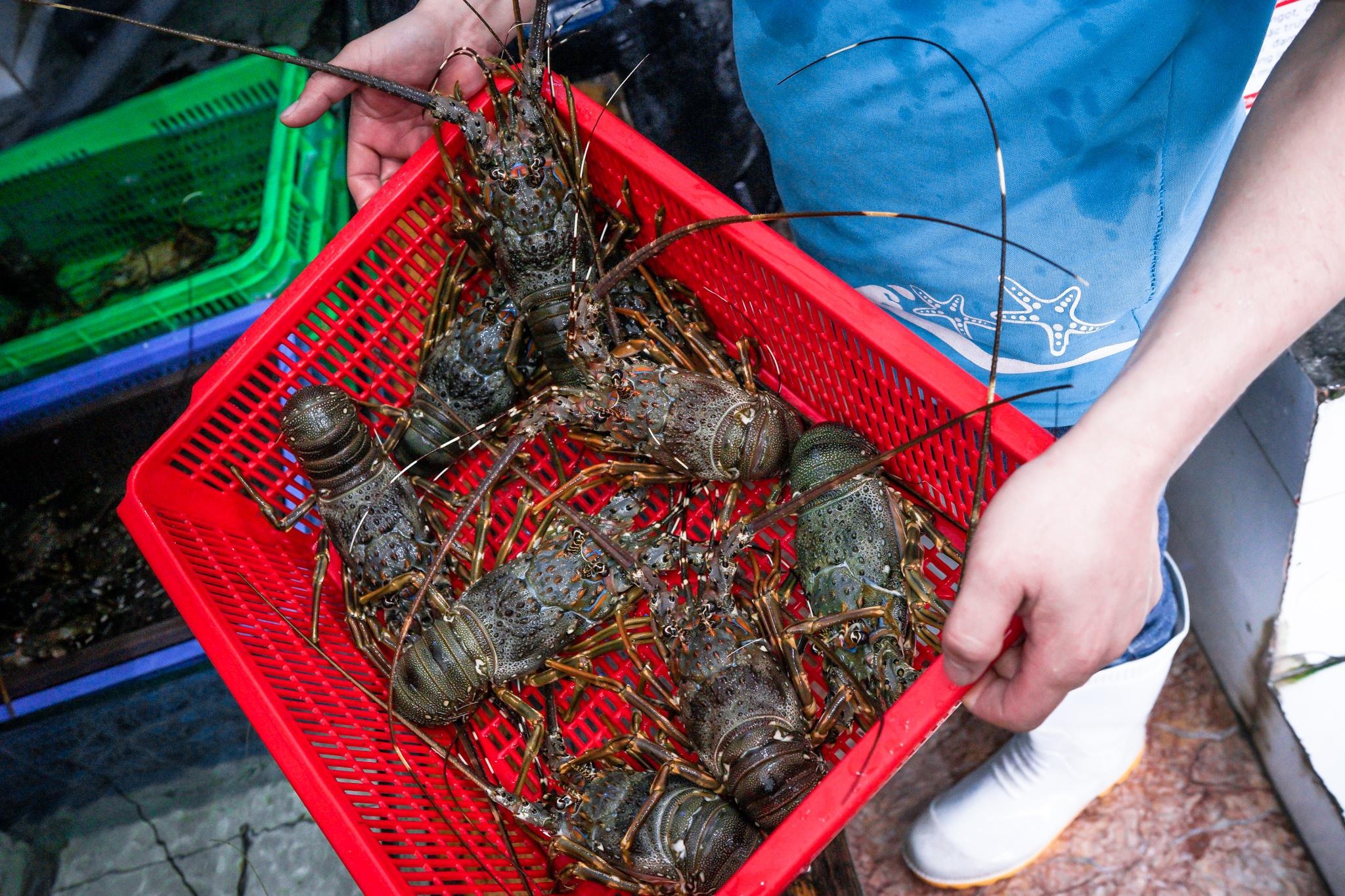 Tom hum giam nua gia, con tu 495.000 dong/kg van khong de 'giai cuu' hinh anh