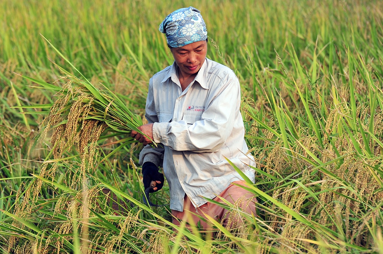 Bo Cong Thuong kien nghi xuat khau gao binh thuong tu 1/5 hinh anh