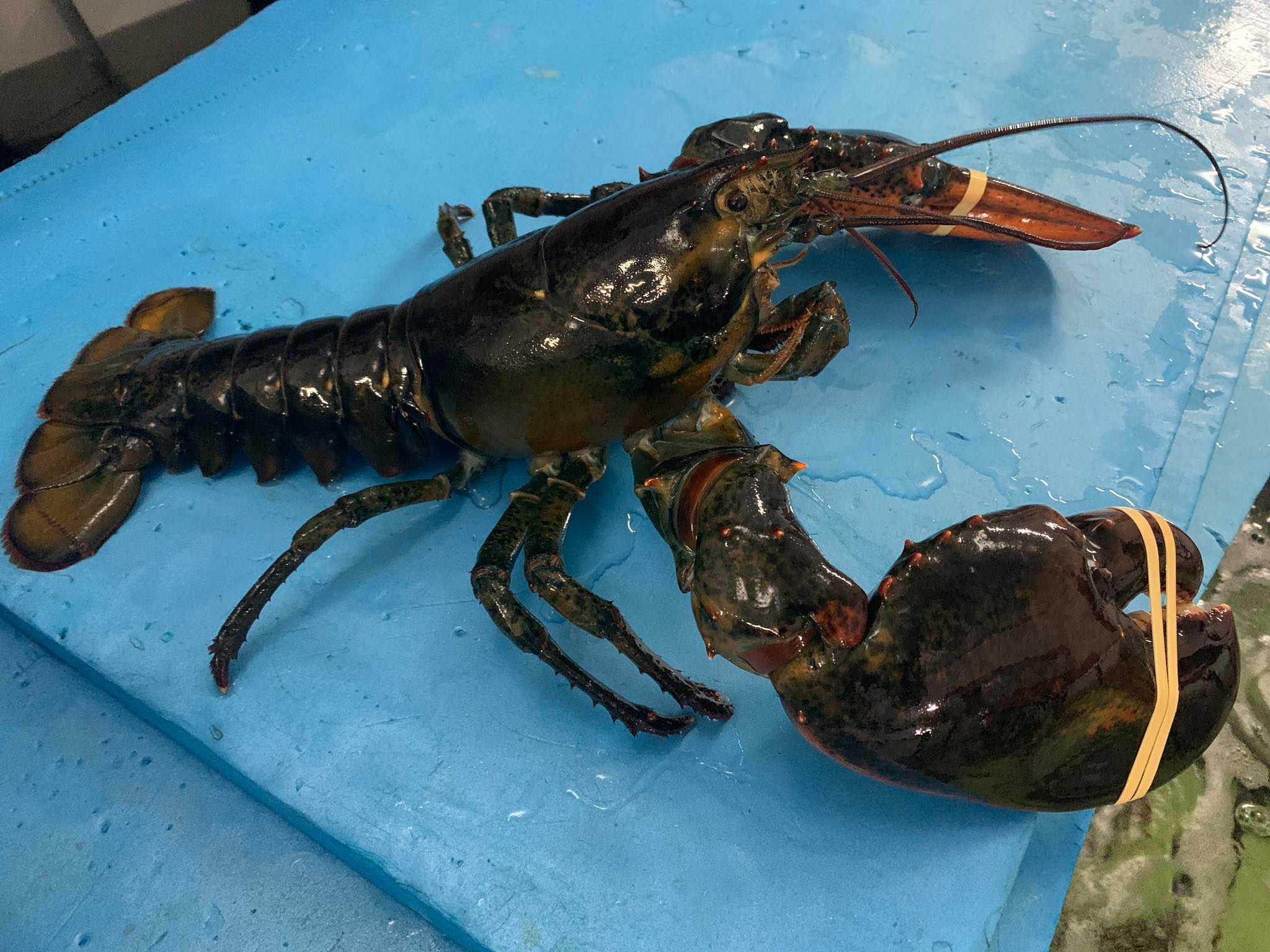 Gia tom hum Alaska, cua hoang de cung lao doc vi dich Covid-19 hinh anh