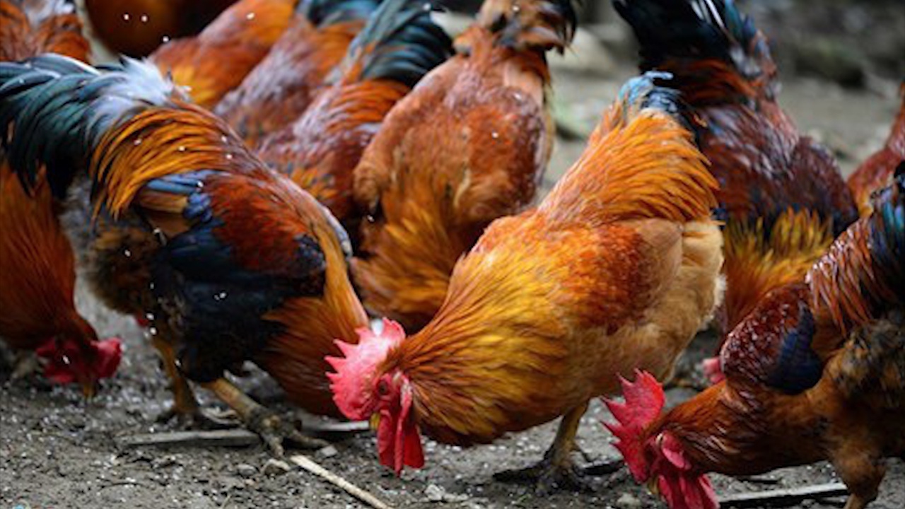 Gia ga rot tham, chu trai lo 500 trieu/thang hinh anh