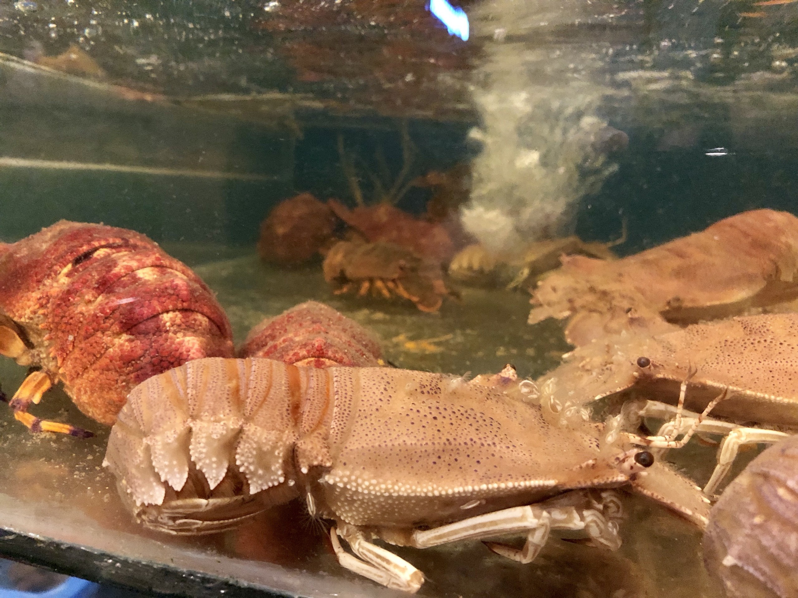 Oc huong, tom mu ni rot gia mot nua hinh anh