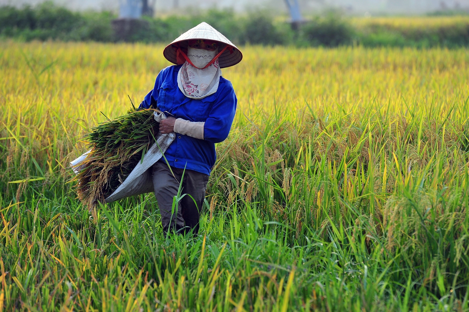 Mo dang ky xuat khau hon 38.000 tan gao tu 0h dem nay hinh anh