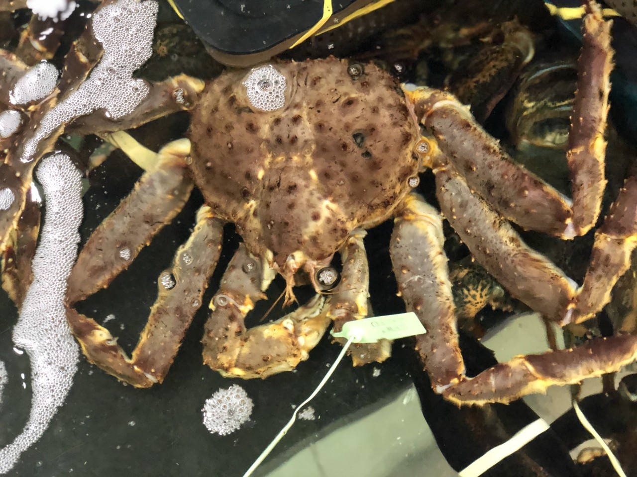 Cua ghe Viet Nam sang Trung Quoc tang gan 4 lan hinh anh