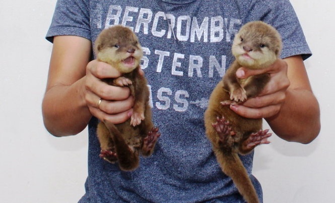 Thu tuong chi thi dung nhap khau dong vat hoang da hinh anh