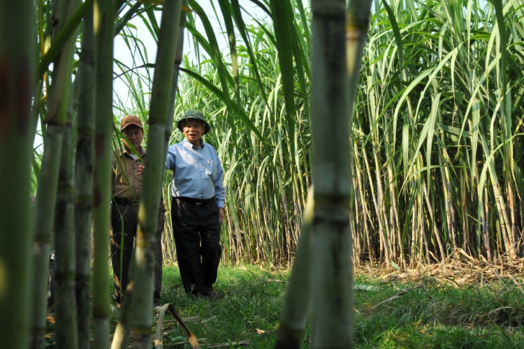 dieu tra duong mia nhap khau tu Thai Lan anh 1