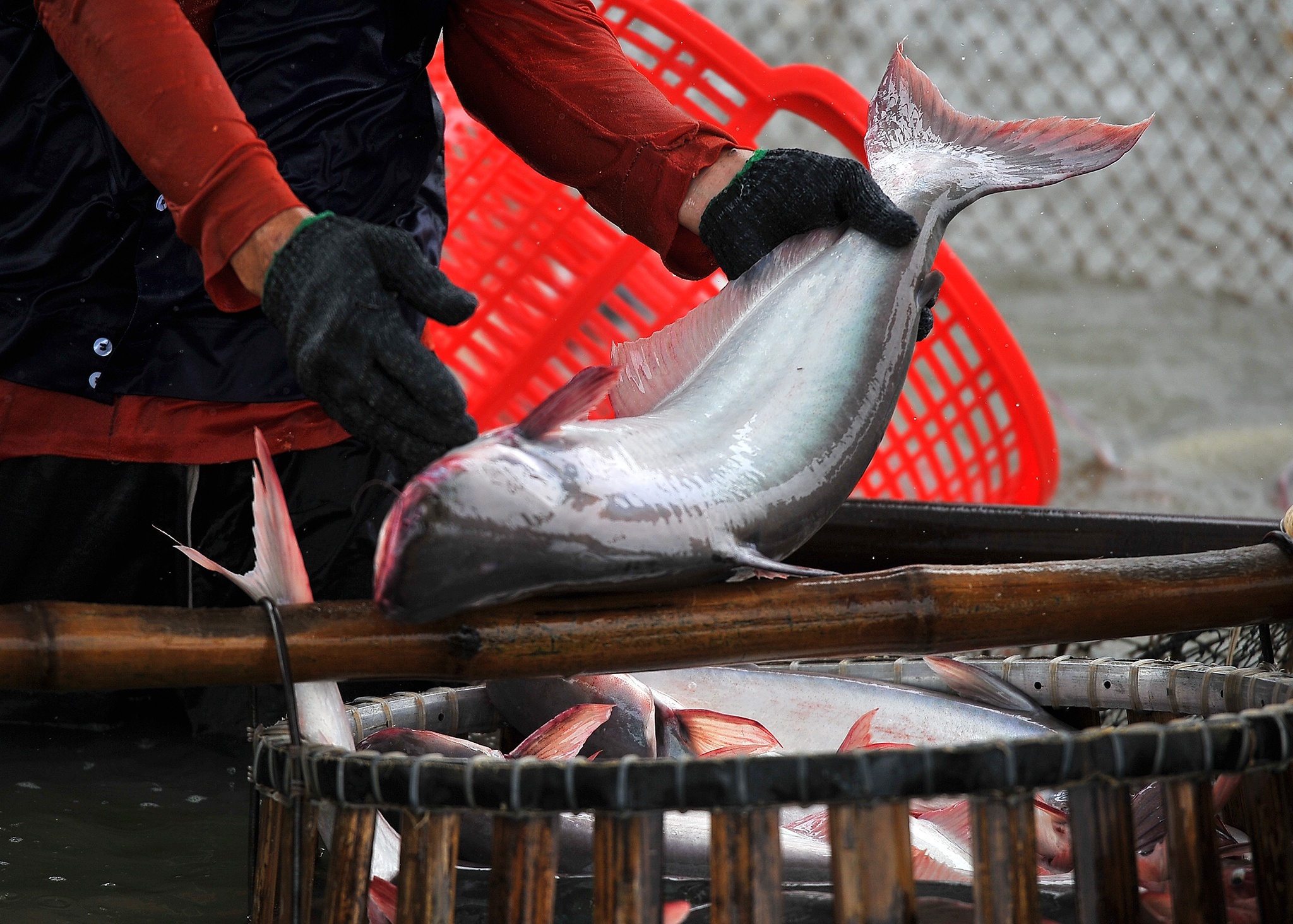 Xuat khau thuy san quy IV du bao dat 2,3 ty USD hinh anh