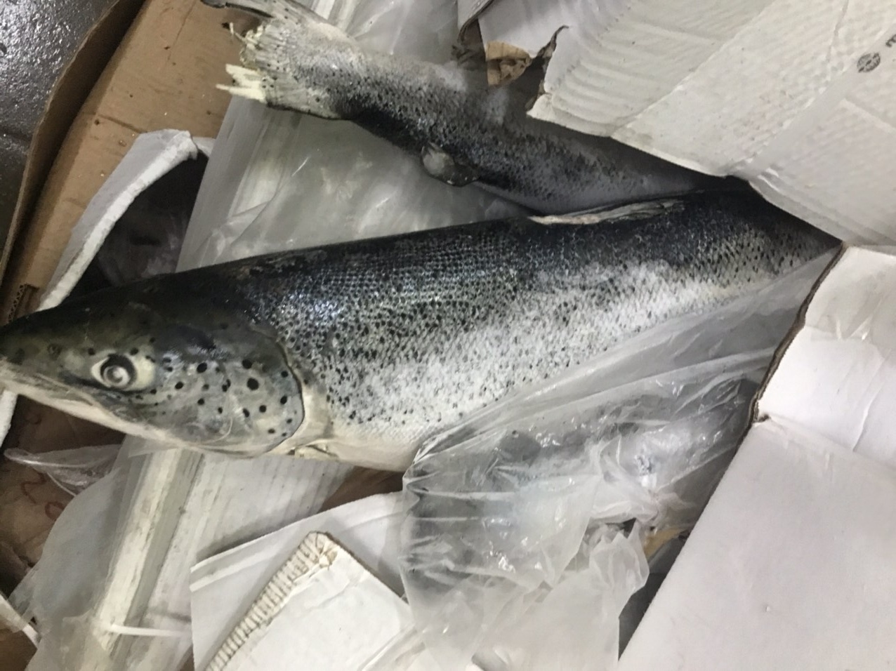 So che 2,5 tan ca hoi het han de xuat khau hinh anh