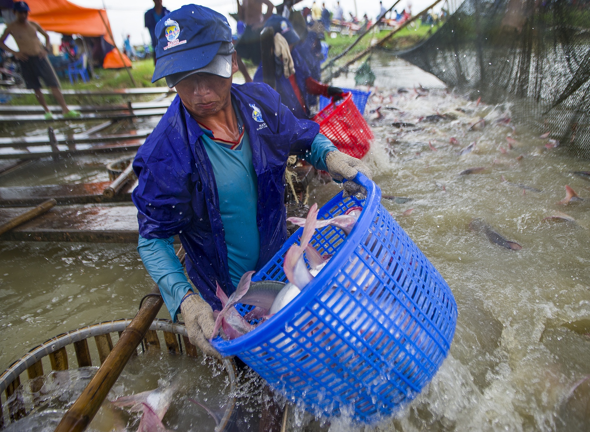 Ca tra xuat khau dan tang gia anh 1