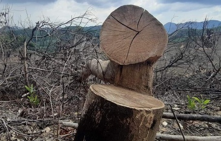 Doanh nghiep go bat tay phat trien rung hinh anh