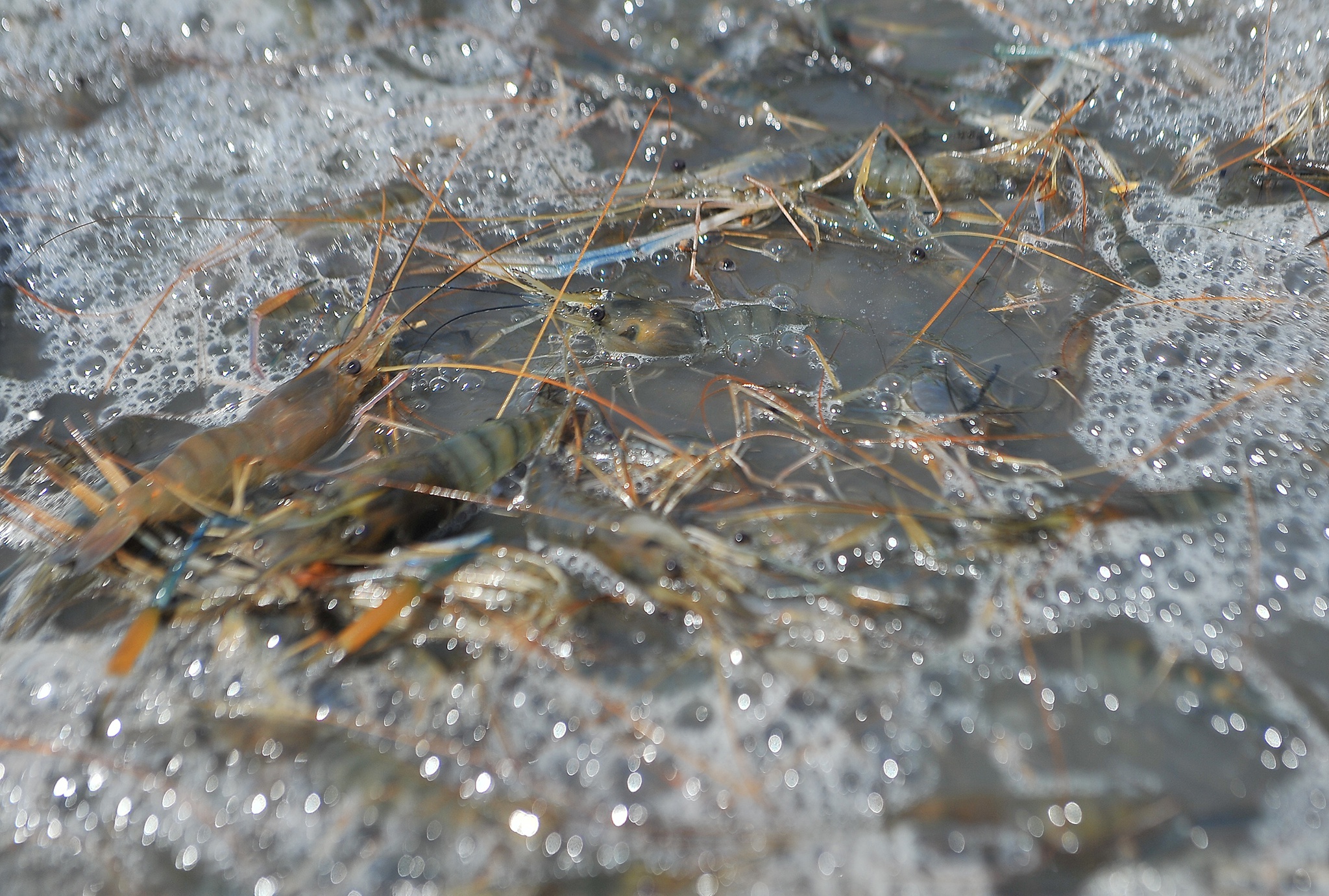 Xuat khau tom sang My EU tang manh anh 1