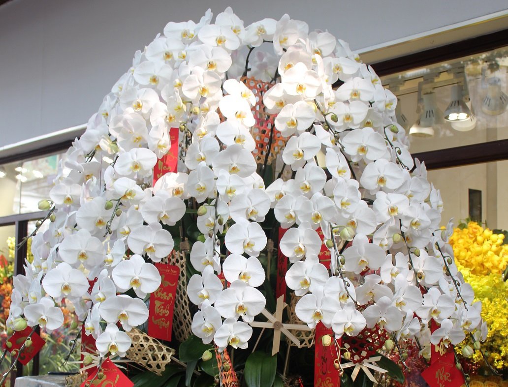 Mot trieu dong moi canh lan cong chua 'bay' tu Nhat ve hinh anh