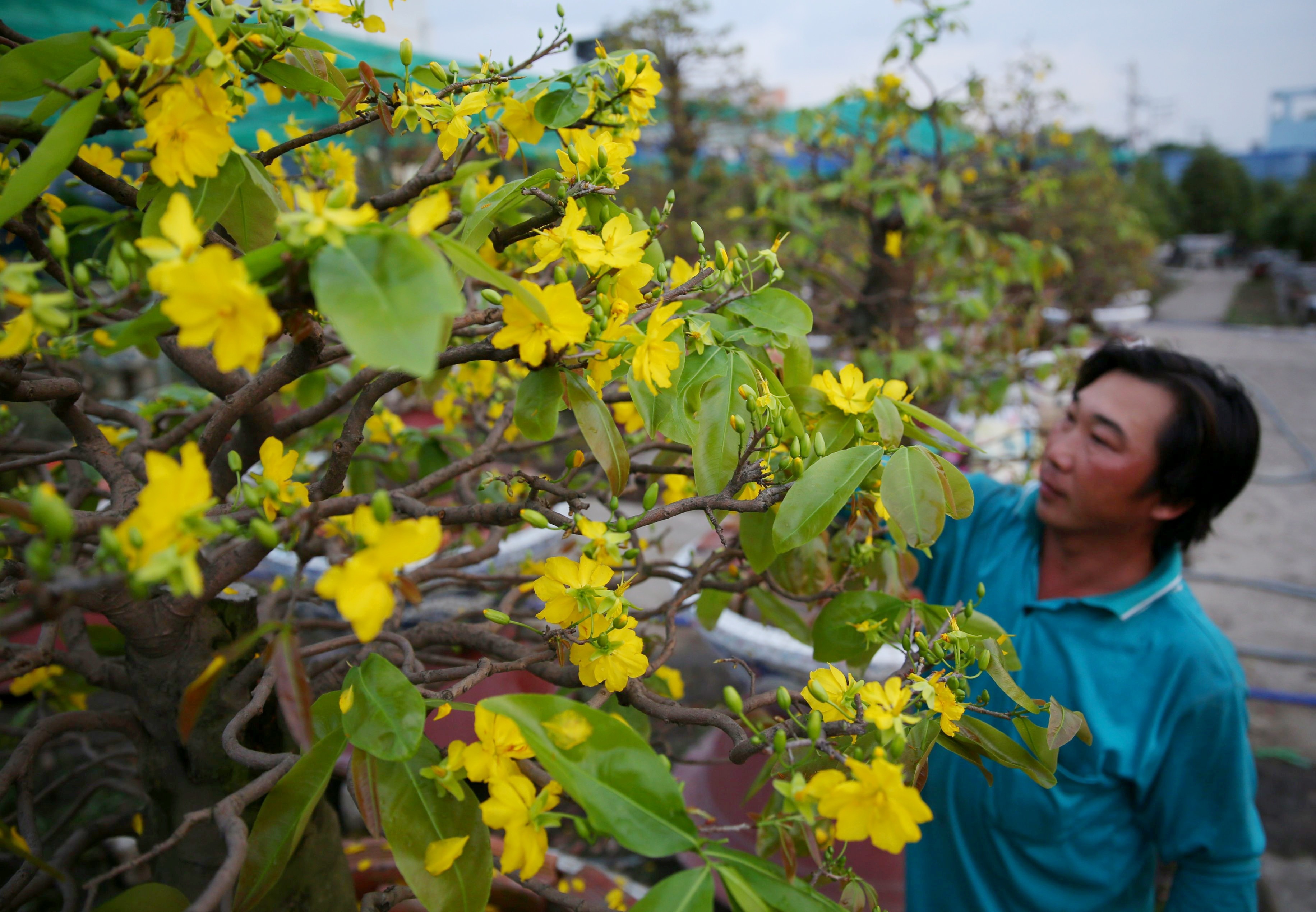 Chu vuon mai Tet lo lo 15 ty dong hinh anh