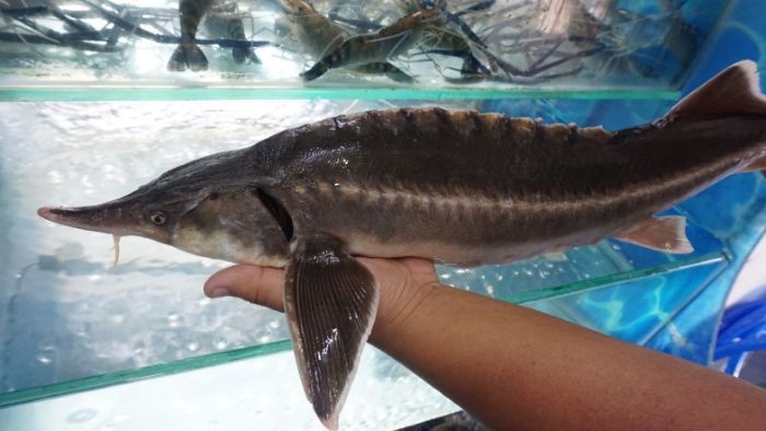 Tiep tuc siet chat nhap khau ca tam Trung Quoc hinh anh